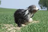 BEARDED COLLIE 247